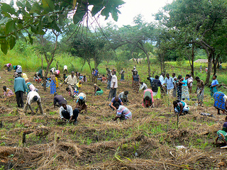 It Takes a Village ... to Plant a Forest – Malawi Project