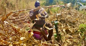 Watson Mchiena in his maize field