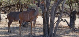 Kudu