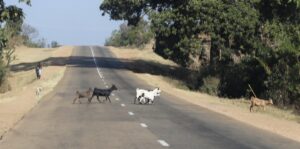 Goats walking across one of the few paved roads