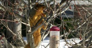 Squirrel Moves on Bird Feeder