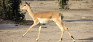 Impala running