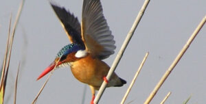 Kingfisher