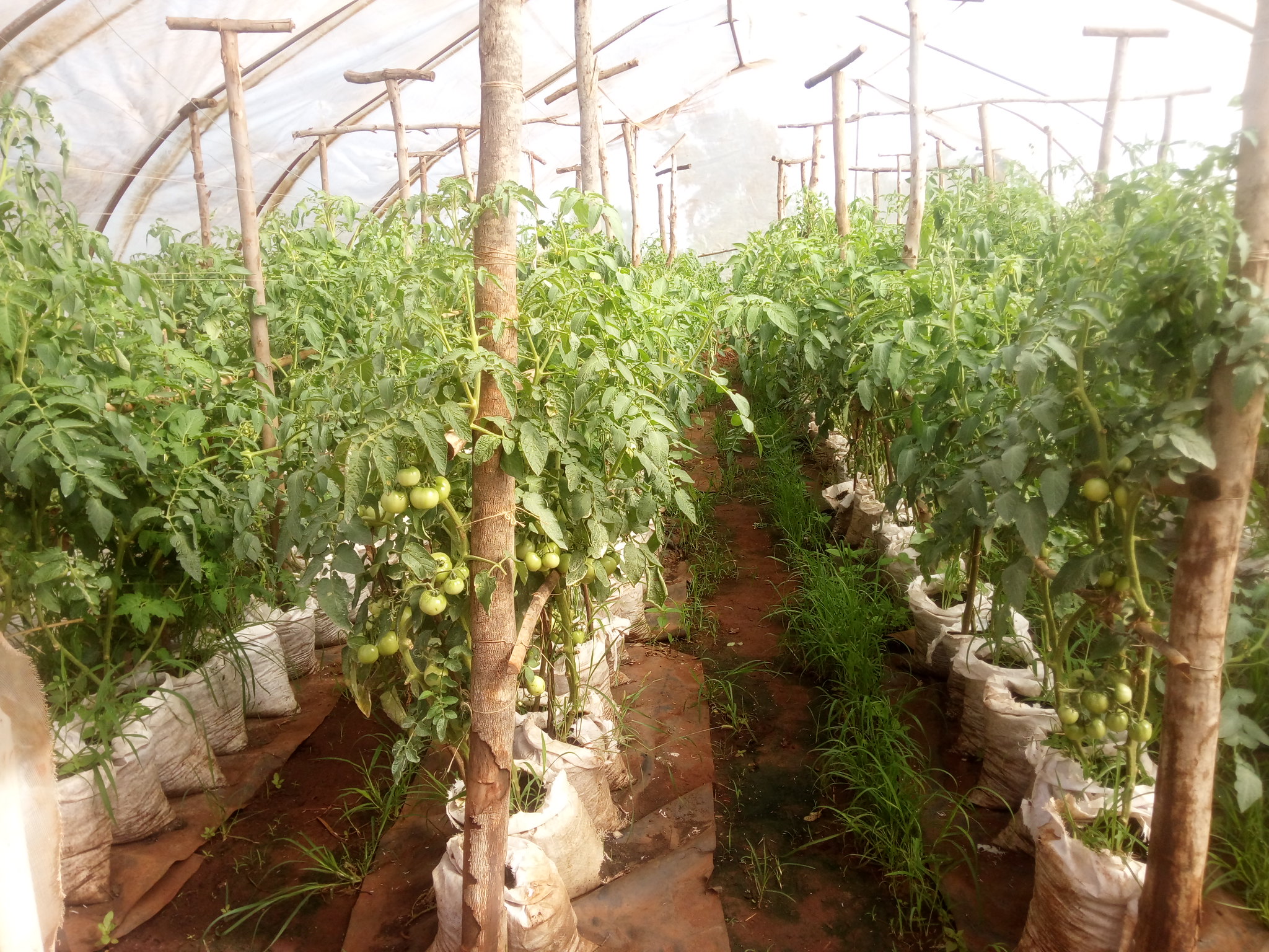 GREEN HOUSES REACH NEXT PHASE